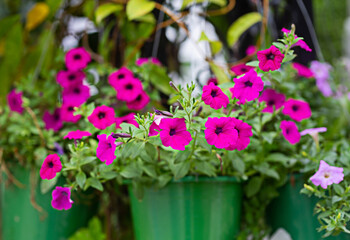 dark pink flowers in a green basket focus on the flower