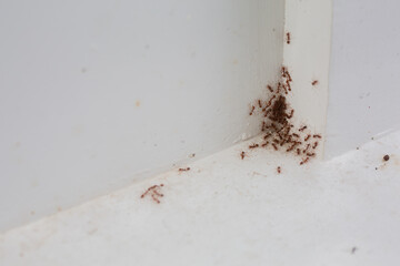 Several red ants cling to the white wall.