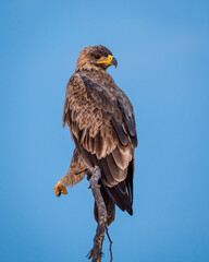 Steppe eagle or Aquila nipalensis portrait in natural blue sky background in tal chhapar sanctuary churu rajasthan india asia