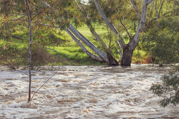 werribee river in flood in bushland