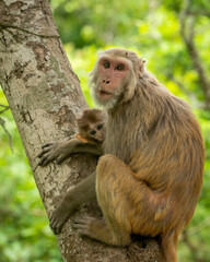 tender moment Mother loving her baby. Rhesus macaque or Macaca monkey mother and baby in cuddling moment or behavior resting on tree in natural green background in forest of central india asia
