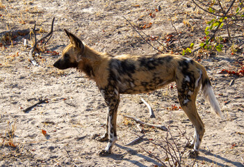 African wild dog at their den on the savanna