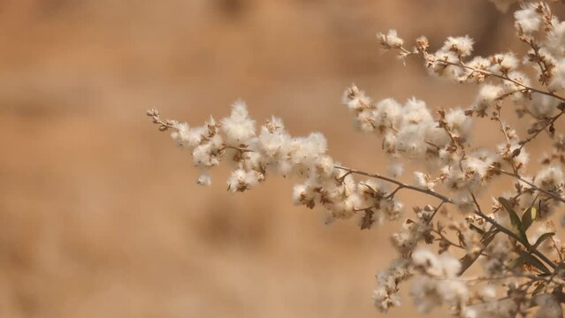Closeup:  fluffy white flowers of Camphor Bush sway in breeze, shallow focus