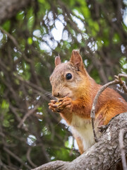 The squirrel with nut sits on a branches in the spring or summer.