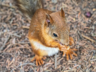 Squirrel in autumn or spring with nut on the green grass with fallen yellow leaves
