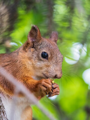 The squirrel with nut sits on a branches in the spring or summer.