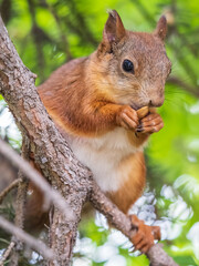 The squirrel with nut sits on a branches in the spring or summer.
