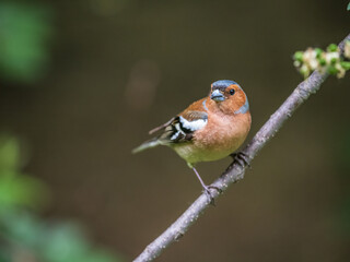 Common chaffinch, Fringilla coelebs, sits on a branch in spring on green background. Common chaffinch in wildlife.