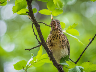 Fieldfare collects worms for its chicks. Fieldfare, Turdus pilaris. Bird sits on branch with beak full of worms.