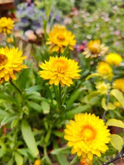 yellow flowers in the garden