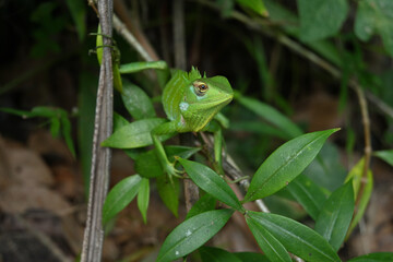 Frontal head view of a green lizard known as the Binomial name of Calotes Calotes