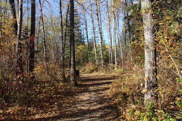 path in autumn forest, Whitemud Park, Edmonton, Alberta