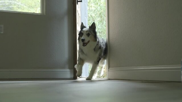 A dog opens door and walks into house. 4k 60fps