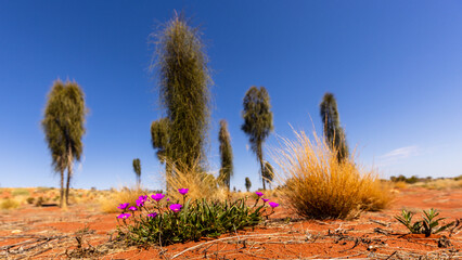 typical Red Centre landscape, near Uluru, Australia - Powered by Adobe