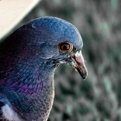 close up of a pigeon