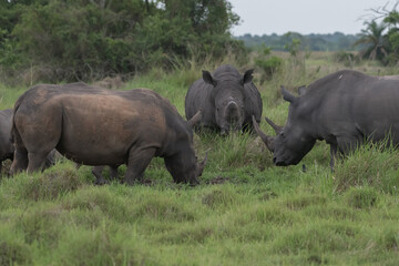 White rhinoceros (Ceratotherium simum) with calf in natural habitat, South Africa