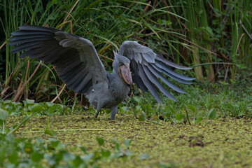 African Balaeniceps (Balaeniceps rex) is a large African bird from the order of the rocks, known especially because of its conspicuously shaped beak.