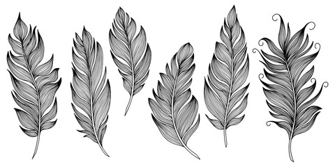 Fototapeta na wymiar Png feathers collection. Hand drawn isolated on white background set. Vintage art illustration 