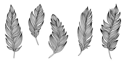 Png feathers collection. Hand drawn isolated on white background  set. Vintage art illustration
