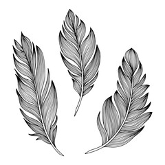 Png feathers collection. Hand drawn isolated on white background  set. Vintage art illustration
