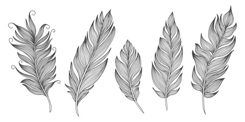 Png feathers collection. Hand drawn isolated on white background  set. Vintage art illustration
