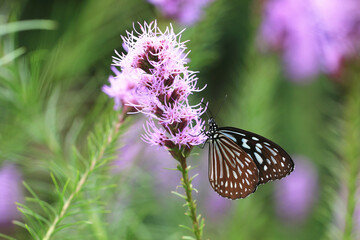 Blue Spotted Milkweed,Blue Tiger butterfly and Spike Gayfeather,Button Snakeroot,Dense Blazing Star,beautiful colorful butterfly resting on the purple flower in the garden 