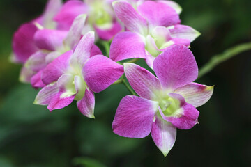 Naklejka na ściany i meble blooming Phalaenopsis,Moth orchid flowers,close-up of beautiful purple with white Phalaenopsis flowers blooming in the garden 