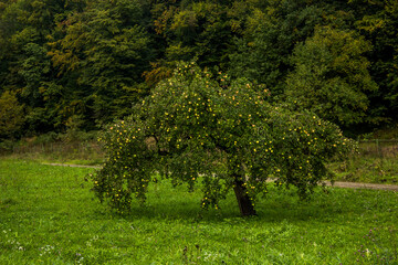 apple tree in Ukrainian Carpathian village