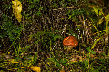 a white mushroom (Boletus edulis) in the forest