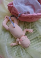 本物と同じ大きさ重さを体感できる胎児人形と胎児付属物　