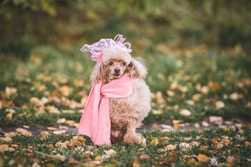 a cute dog is sitting in an autumn park