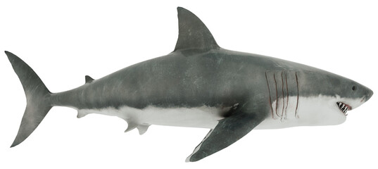 Great White Shark Isolated transparent. Side view 3D Rendering