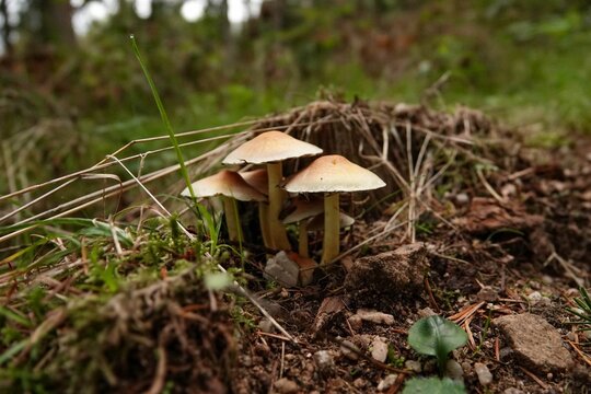 Closeup of mushrooms growing among green grass in a forest