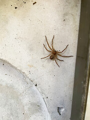 コンクリートの壁にひっついているアシダカグモ