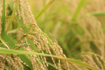	稲穂に止まるバッタ