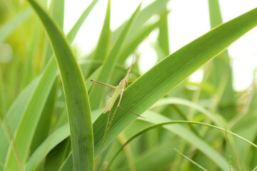 稲穂に止まるバッタ