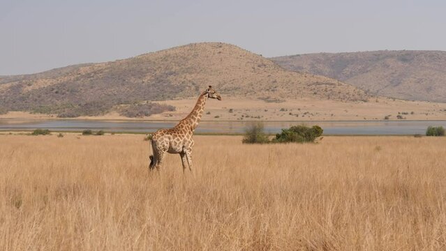 Giraffe walks through dry grass field, side view tracking shot
