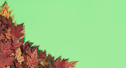 Naklejka na ściany i meble Maple leaves on light green background with copy space