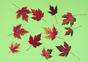 Maple leaves on light green background