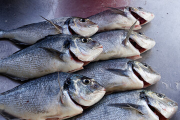On the dry, freshly caught and slaughtered dorades, ready for grilling.