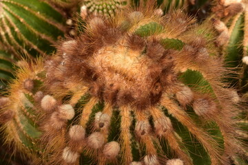 Fototapeta premium close up of a cactus plant