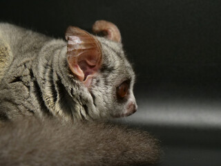 ふわふわの尻尾を持つショウガラゴ