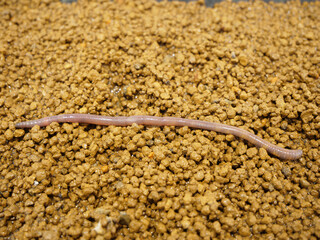 まっすぐに体を伸ばしたミミズ