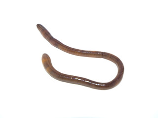 U字型になっているミミズ