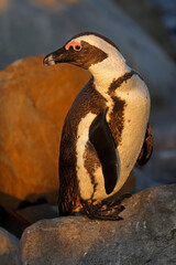 An African penguin (Spheniscus demersus) sitting on a coastal rock, South Africa.