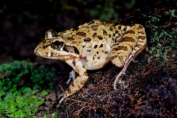 A clicking stream frog (Strongylopus grayii) in natural habitat, South Africa.