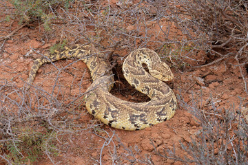 A defensive puff adder (Bitis arietans) in natural habitat, South Africa.