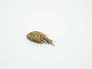 ウスバカゲロウの幼虫（アリジゴク）
