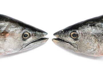 Fish head on the white background