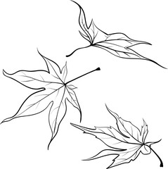 set of different leaves of Japanese maple on a white background